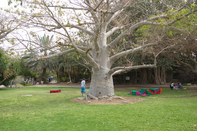 Baobab Ein Gedi small