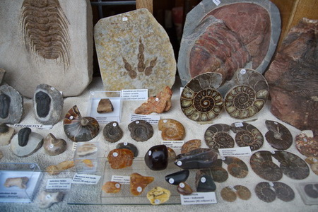 Fossils shop